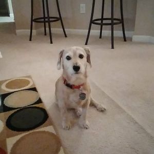 Meet your Posher, Troy